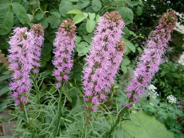 Liatris spicata (Ährige Prachtscharte)