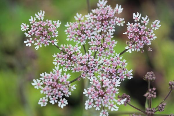 Heracleum sphondylium 'Pink Cloud' (Rosa Wiesen-Bärenklau)