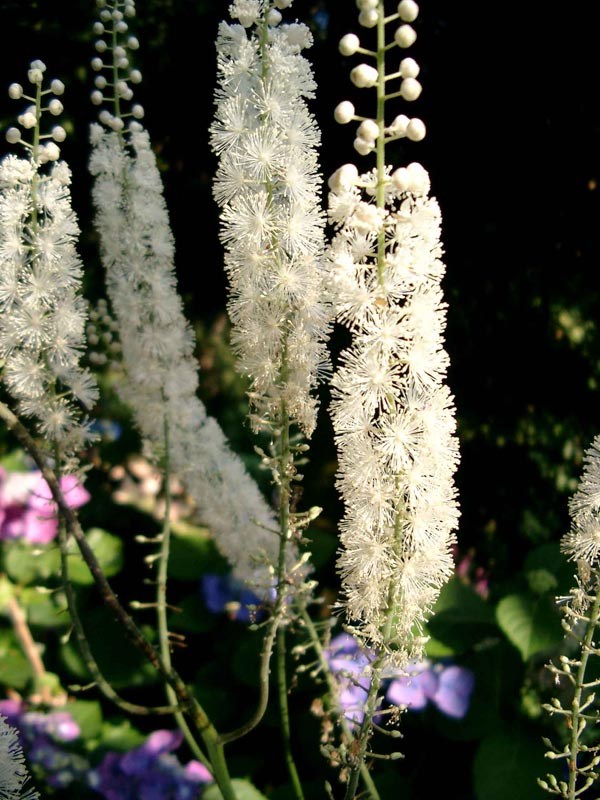 Cimicifuga simplex (Oktober-Silberkerze)