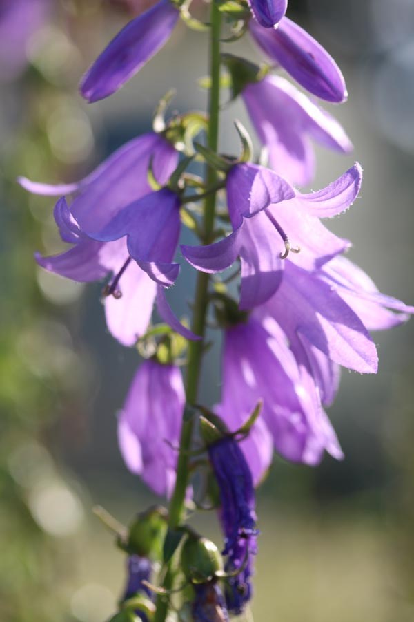 Adenophora khasiana (Schellenblume, Becherblume)