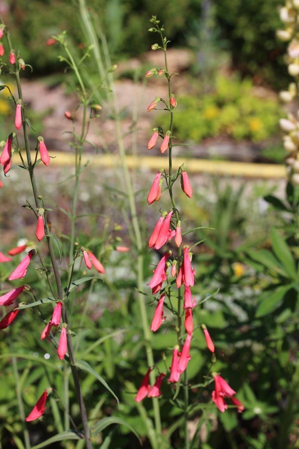 Penstemon barbatus (Rotblühender Bartfaden)