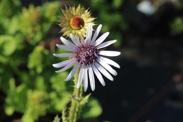 Berkheya purpurea (Distelblättrige Purpuraster)