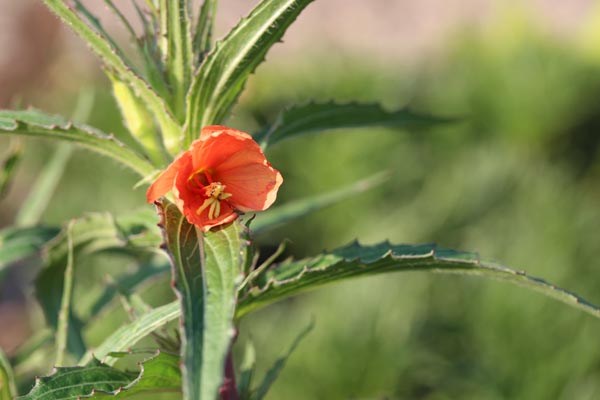Oenothera versicolor 'Sunset Boulevard' (Nachtkerze)