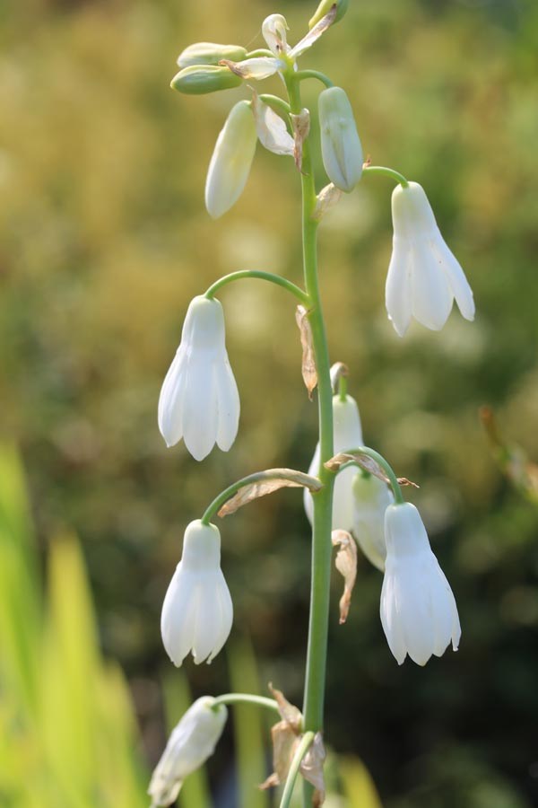 Galtonia candicans (Sommerhyazinthe)