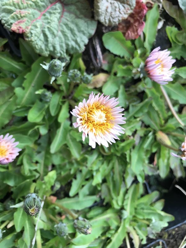 Taraxacum pseudoroseum (Rosablühender Löwenzahn)