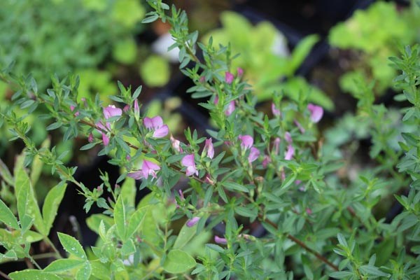 Ononis spinosa (Dornige Hauhechel)