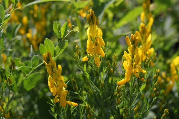 Genista tinctoria (Färber-Ginster)
