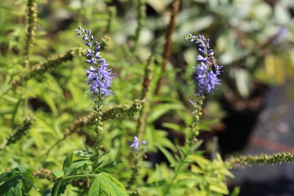 Veronica maritima ( Syn. V. longifolia, Pseudolysimachion longifolium) (Ehrenpreis)
