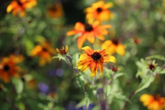 Rudbeckia triloba 'Prairie Glow' (Oktober-Sonnenhut)