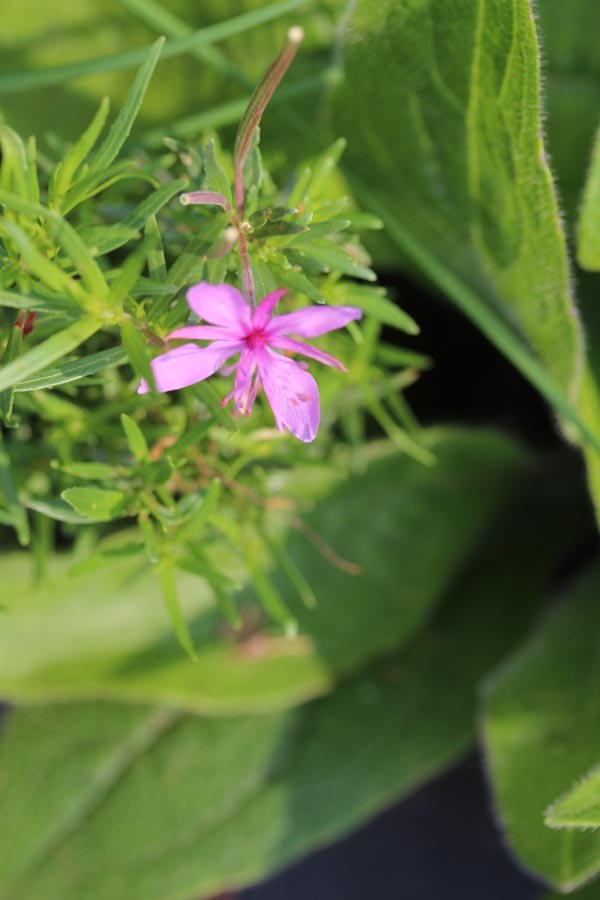 Epilobium dodonaei (Rosmarin-Weidenröschen)