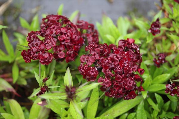 Dianthus barbatus 'Nigrescens' (Bartnelke)