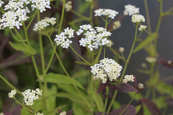 Peltaria alliacea (Lauch-Scheibenschötchen)