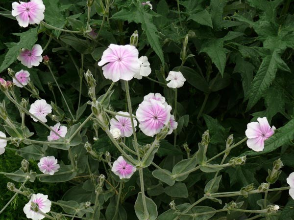 Lychnis coronaria 'Oculata' (Kronen-Lichtnelke)