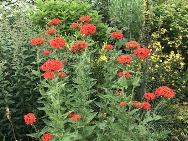 Lychnis chalcedonica (Brennende Liebe, Scharlachlichtnelke)